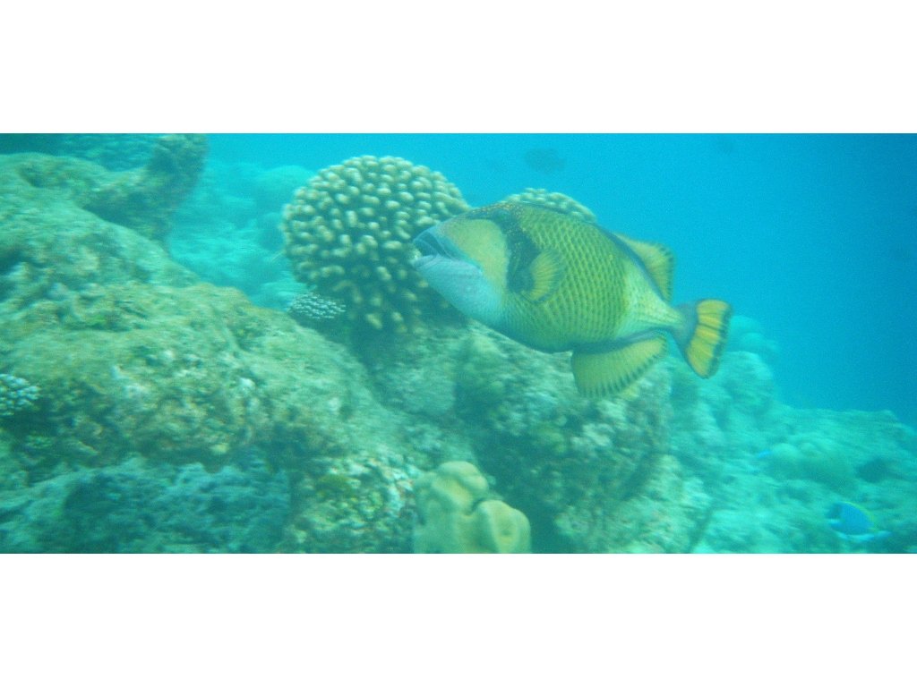 Maldives-19OCT2010 014 Maldives-19OCT2010 014